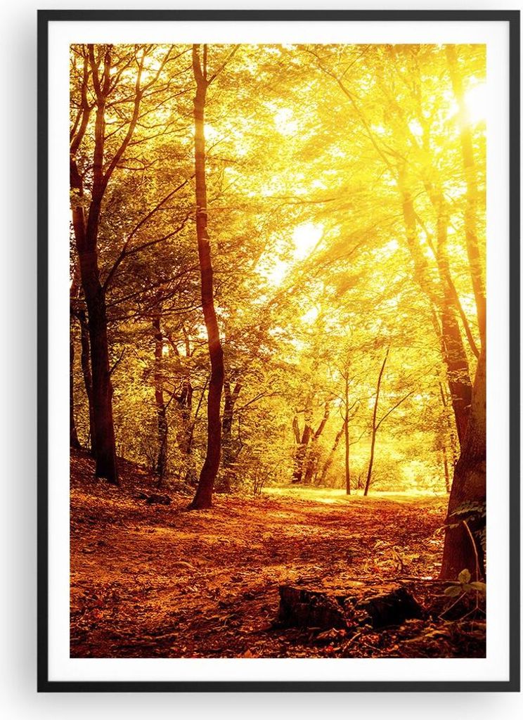 Gerahmtes Poster - Schwarzer Rahmen - Wald Baum Natur - 70x100 cm - Wand Bild - Wanddeko - Wandbilder - Kunstposter - Wandposter - Bilderrahmen - B...