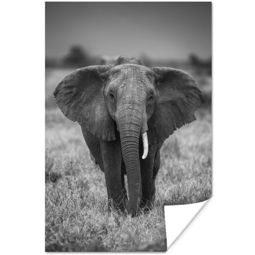 MuchoWow Poster Elefant - Tiere - Safari - Wildtiere 120x180 cm - Kunstposter
