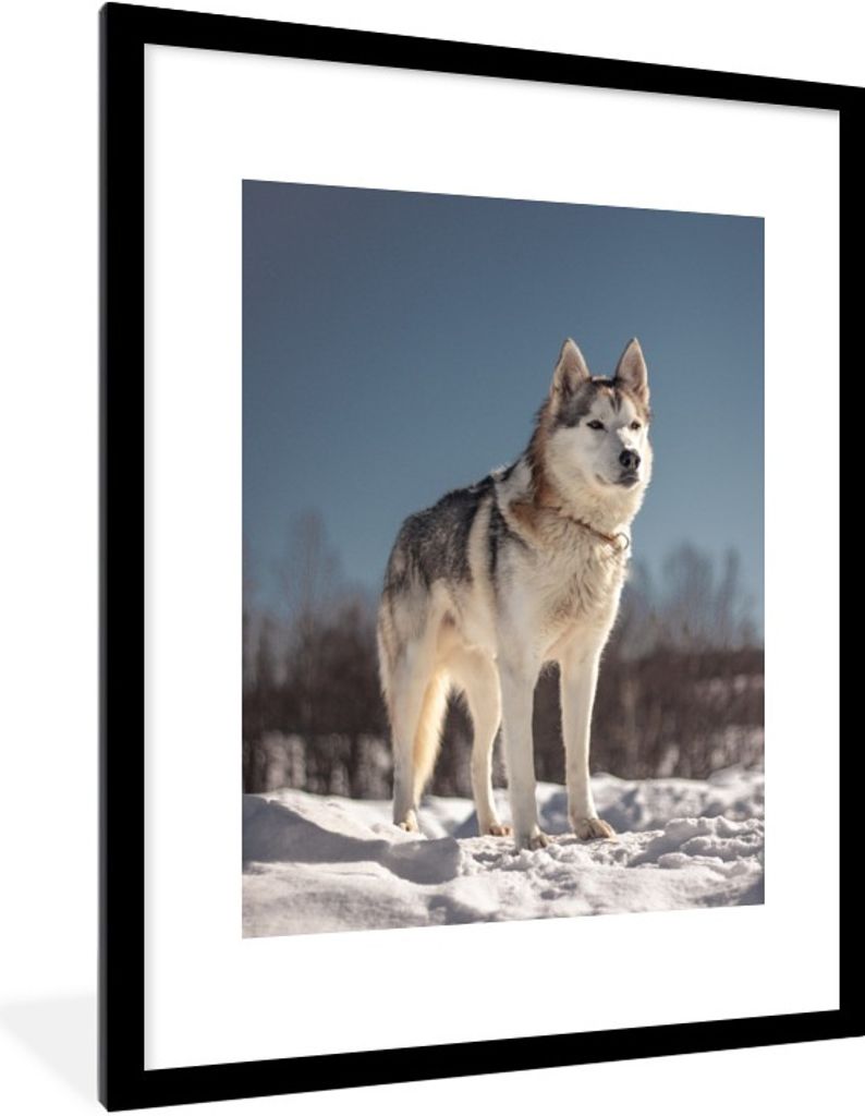 MuchoWow® Gerahmtes Poster Husky im Schnee 60x80 cm - Produktbild 