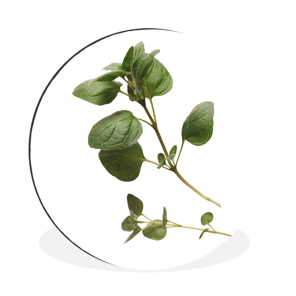 MuchoWow Aluminium Wandkreis Frischer Oregano-Zweig Ø 30 cm Wanddeko Modern Wohnzimmer - Wand Bild - Wohnzimmer - Runde Bilder - Alubilder - Kun...
