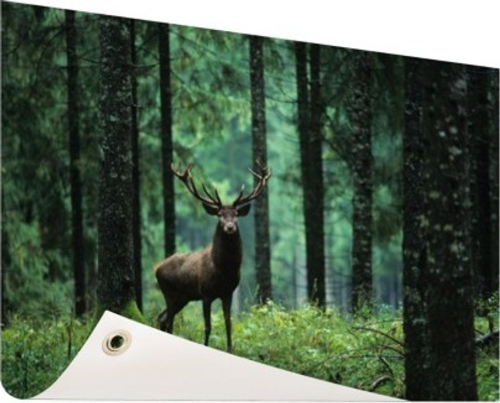 Gartenposter - 60x40 cm - Rothirsch im Wald - Modernes WaldTierposter Bilder - Wilde Tierposter