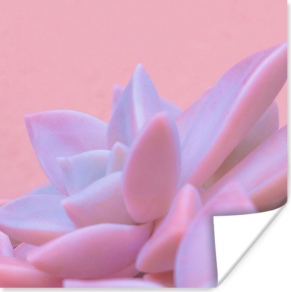 MuchoWow Poster Sukkulente - Sommer - Rosa - Pflanzen 100x100 cm - Babyzimmer