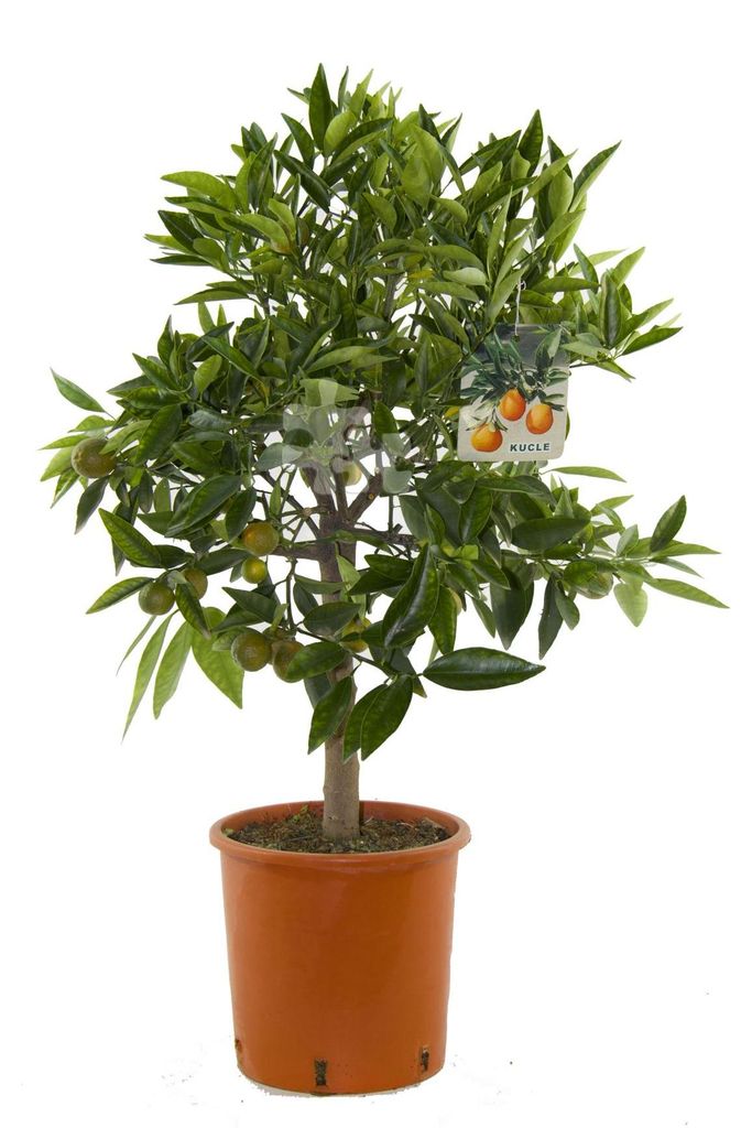 Citrus x ́Kucle` 80-100 cm - Kumquat x Clementine - Zitruspflanze - Kucle-Bäumchen