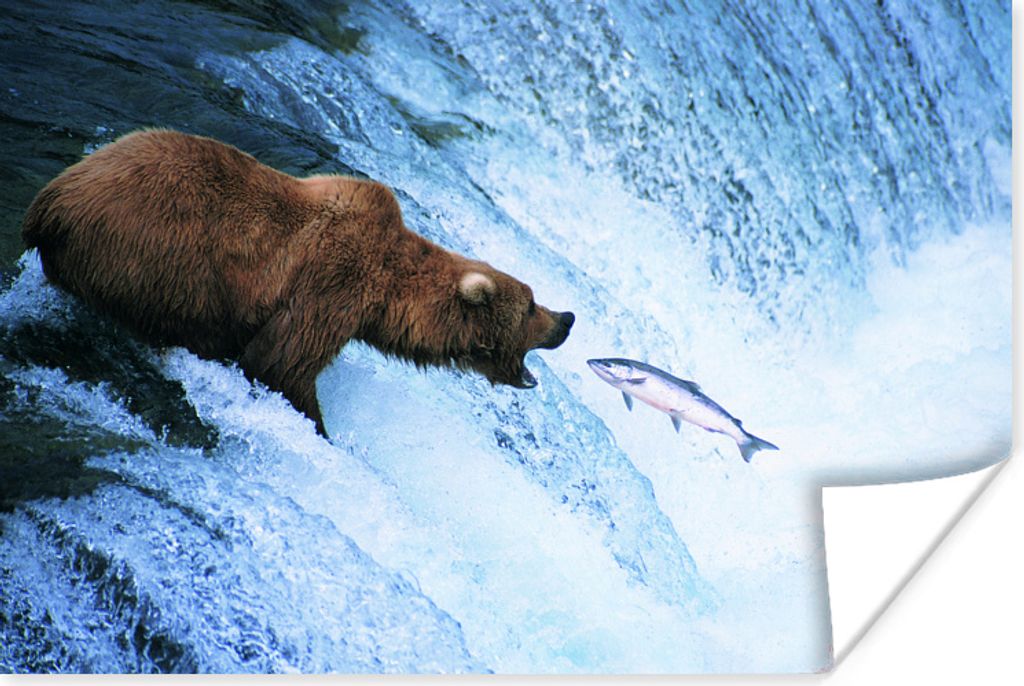 MuchoWow Poster Bär - Fisch - Wasserfall 120x80 cm - Bilder