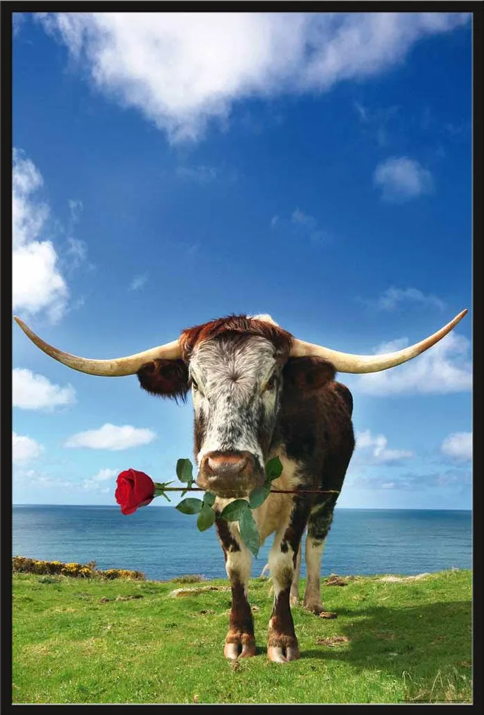 Affiche Murale Vache Longhorn Encadrée, Cadre Noir Shinsuke et Acrylique