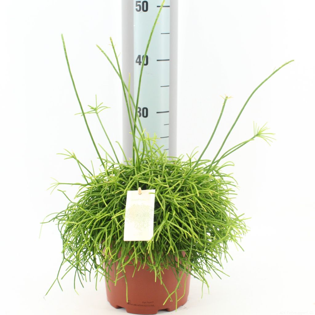 Rhipsalis Cassutha 15 cm - Cactus jonc, cactus corail, Image du produit 