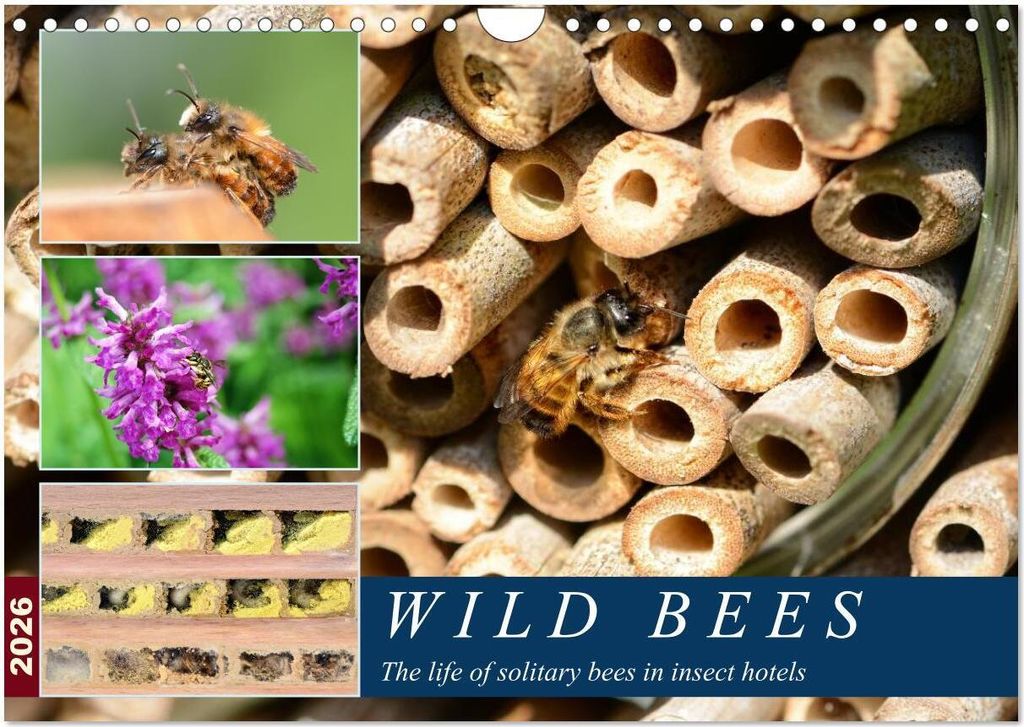 Wild bees - The life of solitary bees in insect hotels (Wall Calendar 2026 DIN A4 landscape), CALVENDO 12 Month Wall Calendar