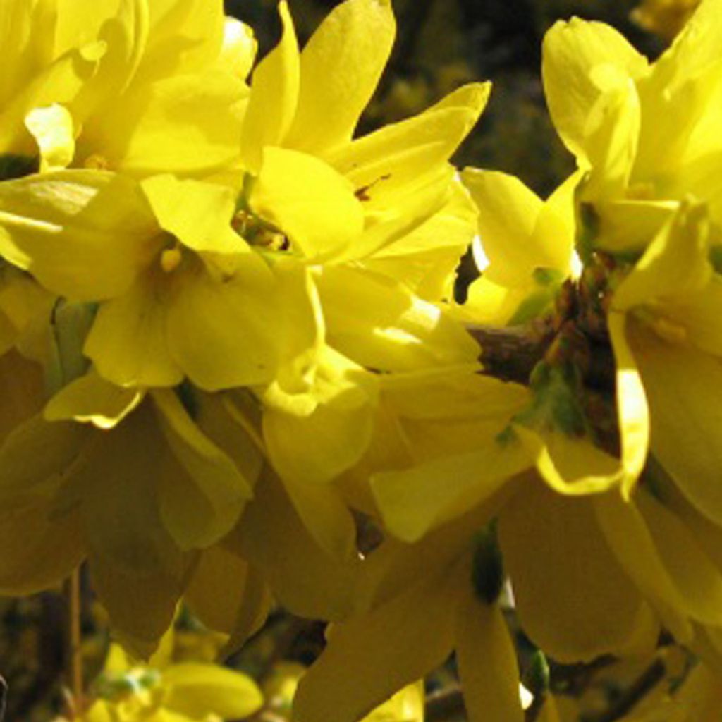 2 x Forsythie - Forsythia intermedia 'Spectabilis' | 50-60 cm in Container