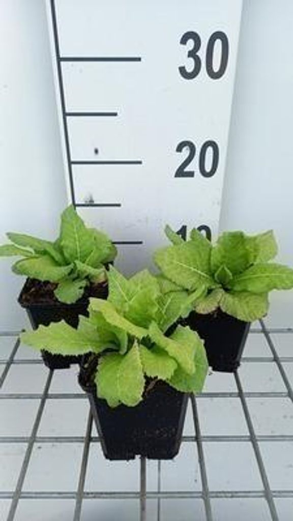 6 x Primula jap. 'Apple Blossom' - Kugelprimel - Topf 9 x 9 cm