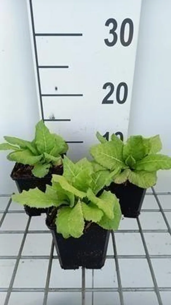 Primula Apple Blossom rose - 6 Primevères japonaises candélabres 9 cm