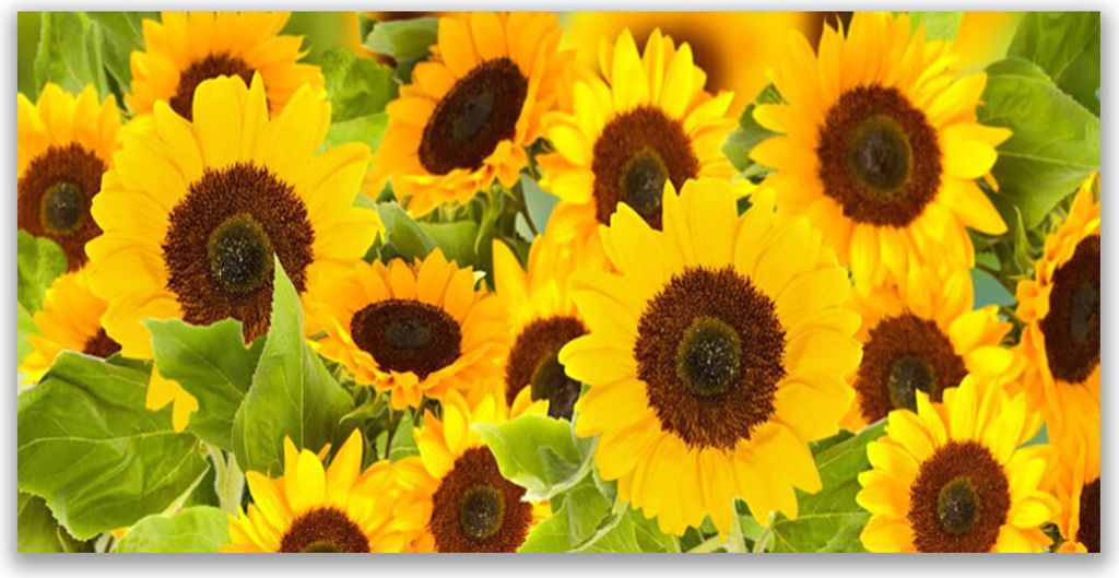 Glasbilder 120x60 Wandbild Druck auf Glas Sonnenblumen Pflanzen