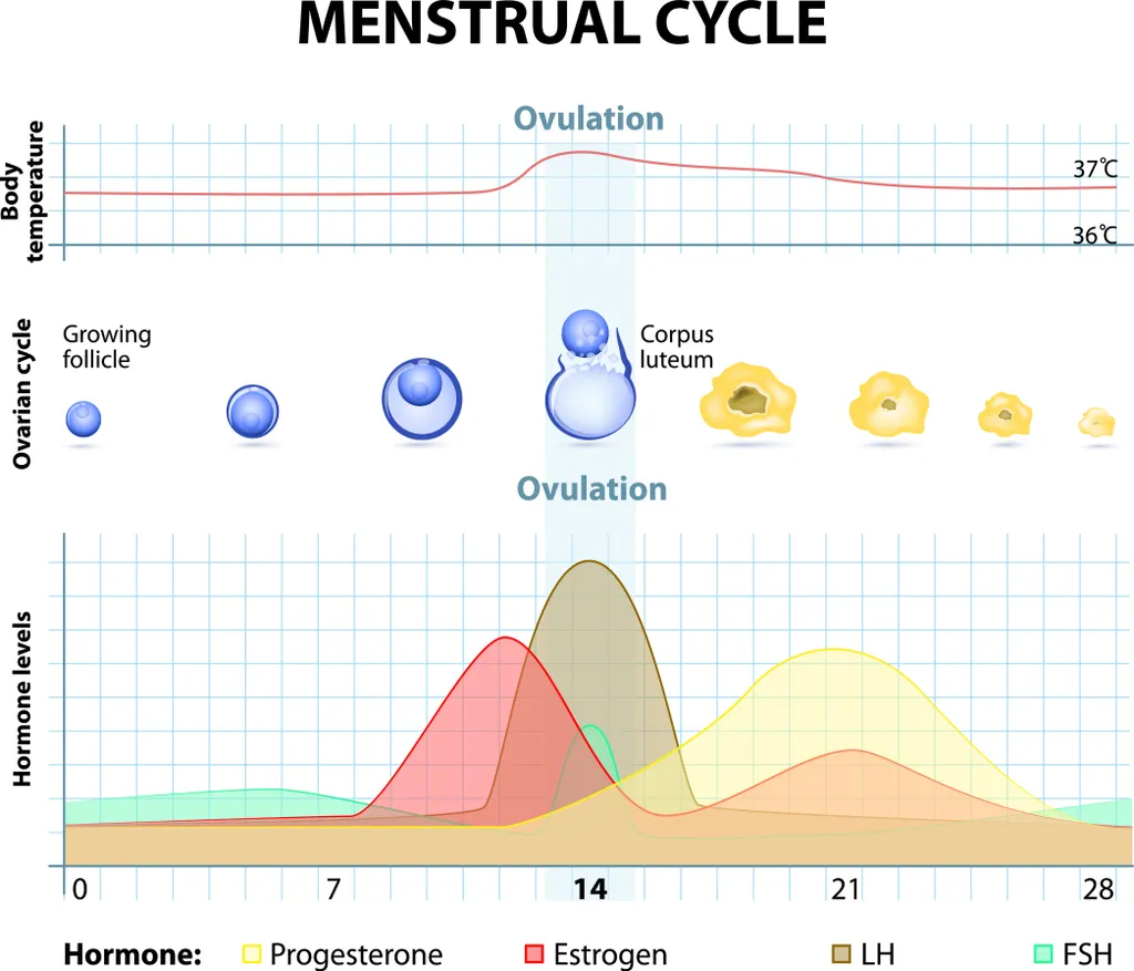 Purbay ovulationstest - Alle Produkte unter der Vielzahl an analysierten Purbay ovulationstest
