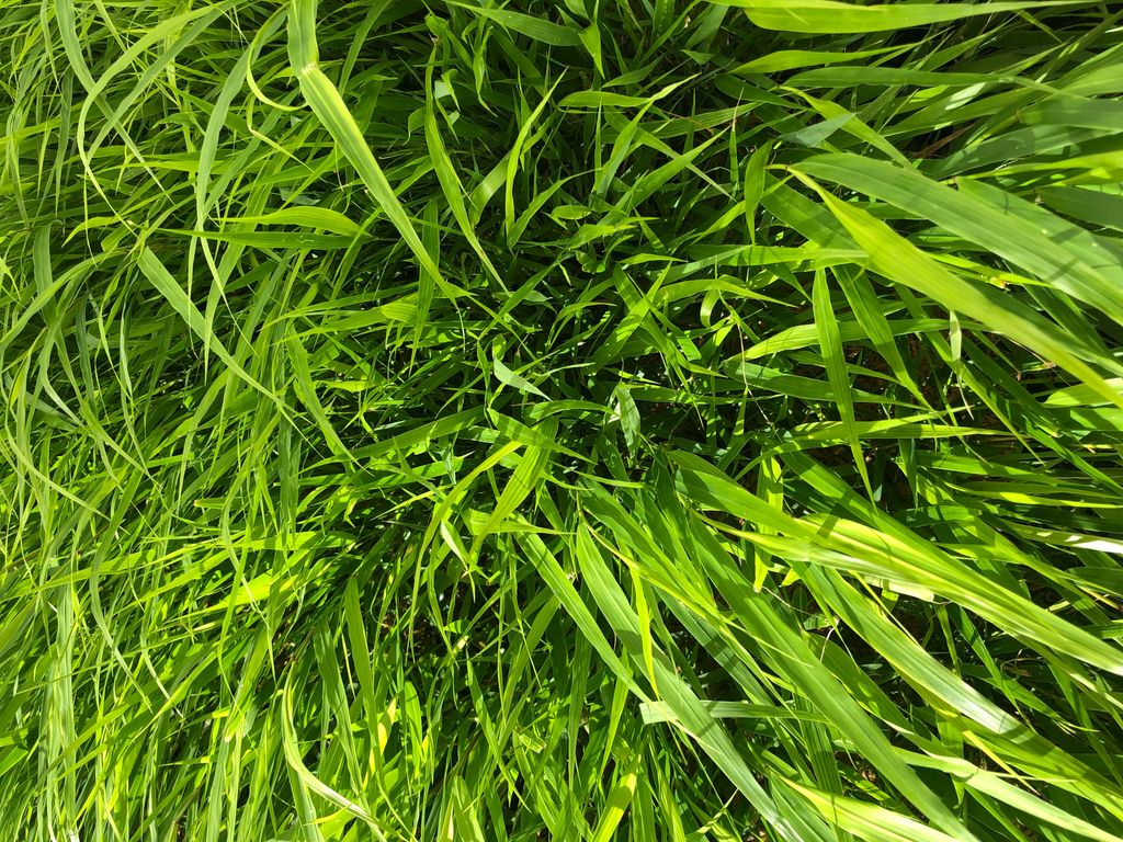 6 x Hakonechloa Macra – Japanisches Berggras im Topf 9×9 cm Produktbild 