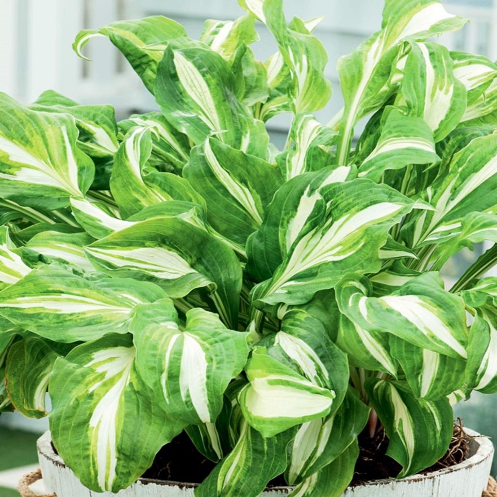Hosta Funkia da giardino Mediovariegata 1 pz. Piantina Immagine del prodotto 