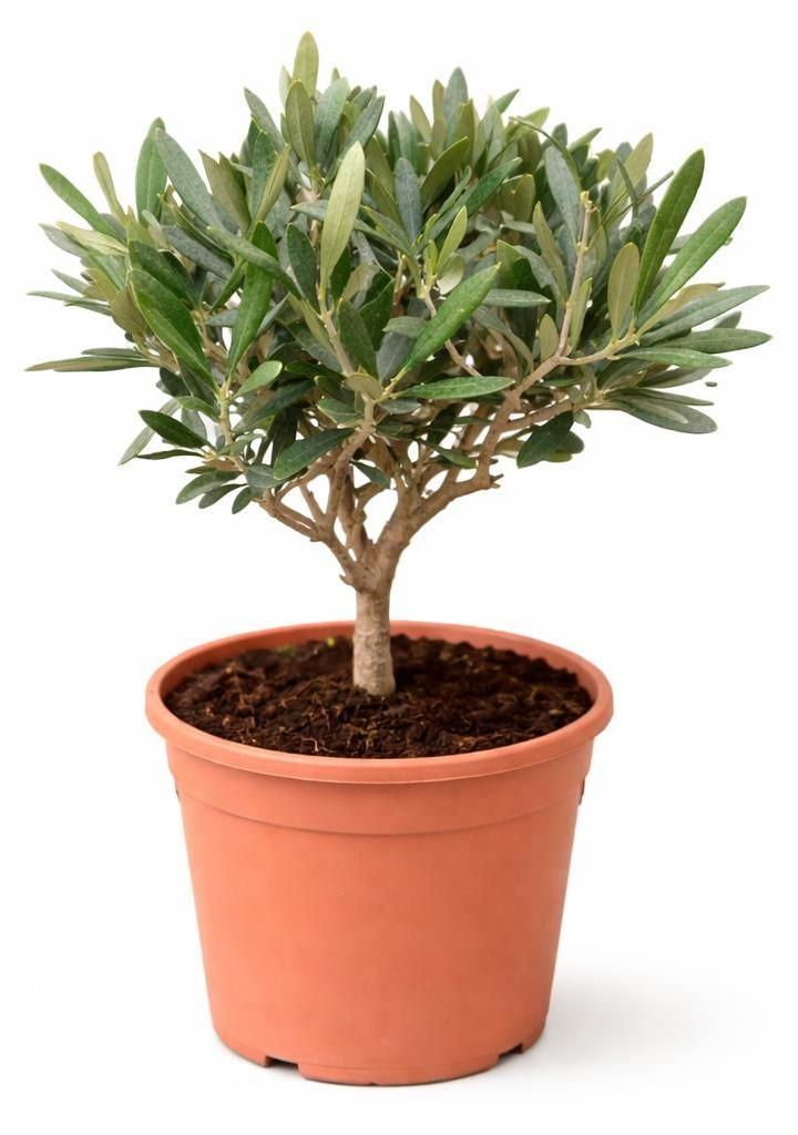 Olea europea - Olivovník - 15cm kvetináč Obrázok produktu 