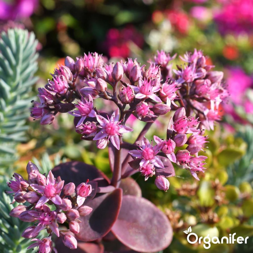 Sedum- & Grndach-Dnger - 5 kg fr 100 m2 - Organifer