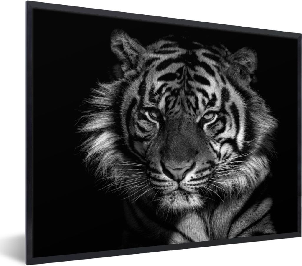 MuchoWow Gerahmtes Poster Angry Tiger auf schwarzem Hintergrund - schwarz und weiß 40x30 cm - Poster mit Schwarzem Bilderrahmen Wandposter Rahme...