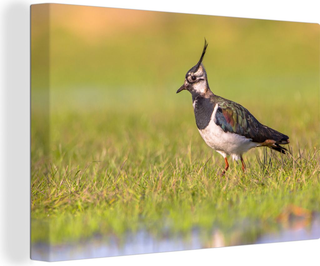 OneMillionCanvasses - Leinwandbilder - 140x90 cm, Vogel - Gras - Natur - Tiere - Kiebitz, Wandbilder Kunstdruck Wanddekoration - Foto auf Leinwan...