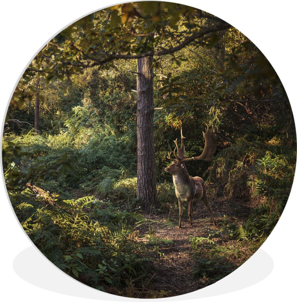 MuchoWow Rundes Wandbild - Runde Bilder Hirsch - Geweih - Wald - Herbst Ø 60 cm Kreis Wanddekoration Kunststoff - Wandkreis - Wandschmuck - Wand...