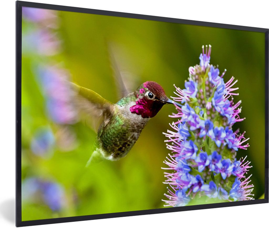 MuchoWow Gerahmtes Poster Vogel - Kolibri - Rot - Grün 60x40 cm - Poster mit Schwarzem Bilderrahmen Wandposter Rahmen Foto Bilder - Printing - W...