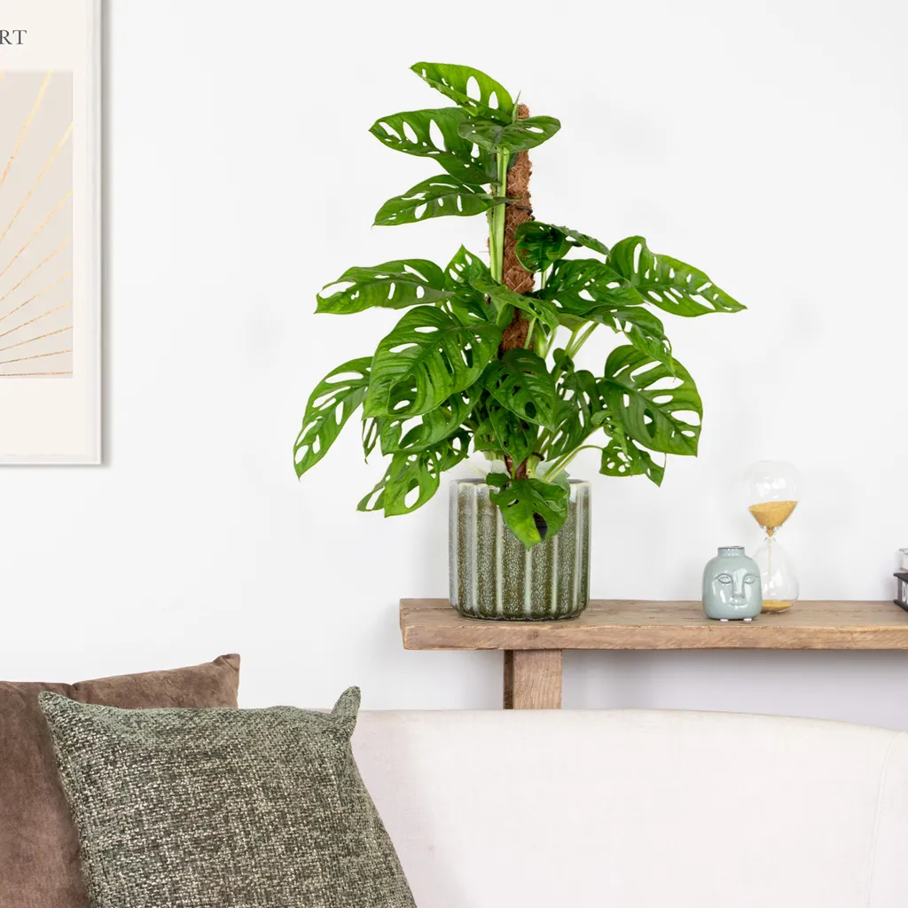 Plante Verte Monstera Adansonii Monkey Leaf avec Tuteur Hauteur 80cm - 4