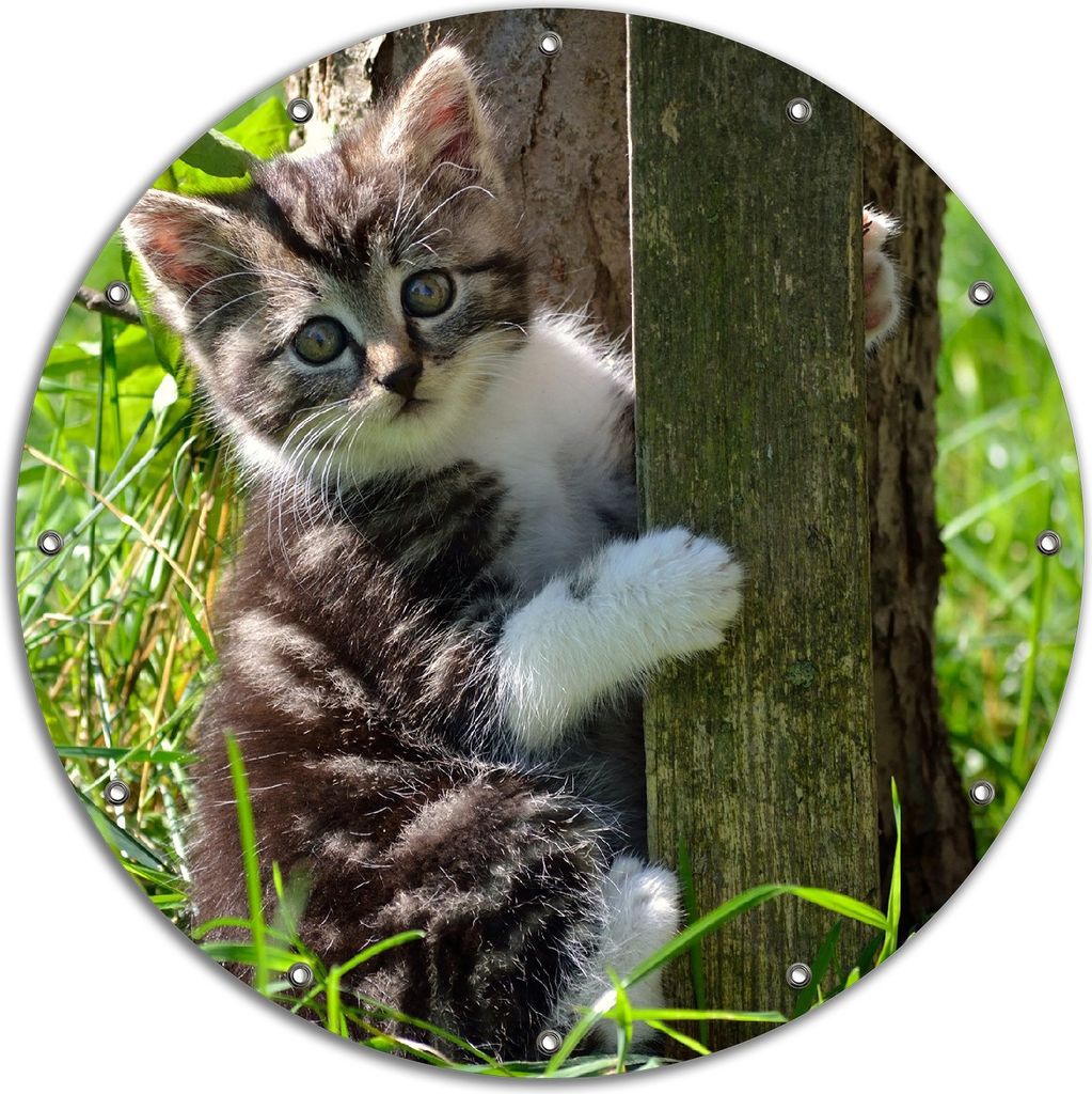 Wallario rundes Outdoor-Poster für Garten oder Balkon, Motiv Süßes Kätzchen an einem Baum, 90 cm Durchmesser