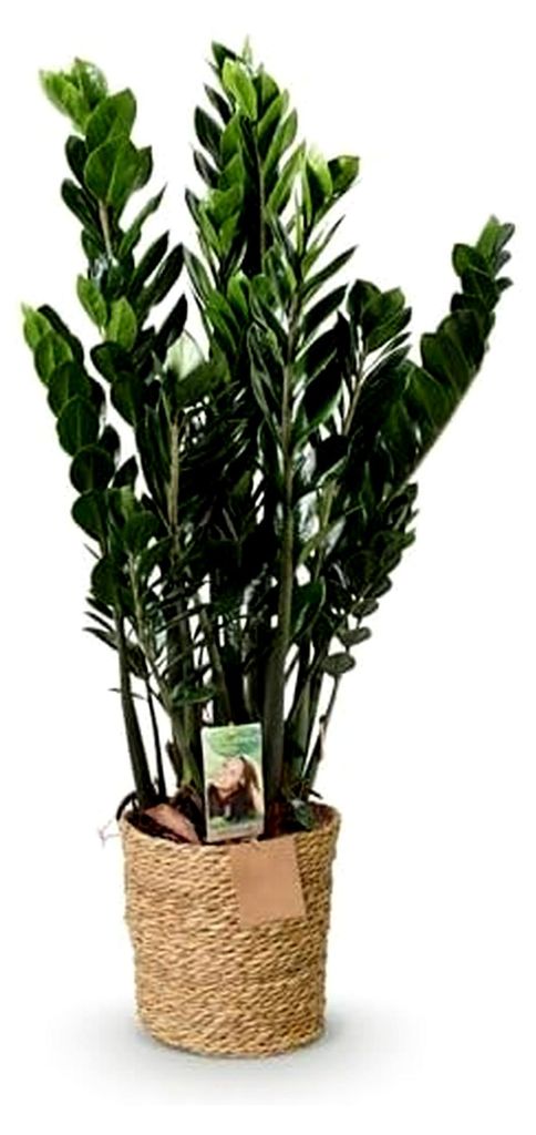 Zimmerpflanzen - Zamioculcas - ZZ-Pflanze - Pflegeleicht - mit Korb - Grün - 1 Pflanze - Topf 21cm - Höhe 80-90cm