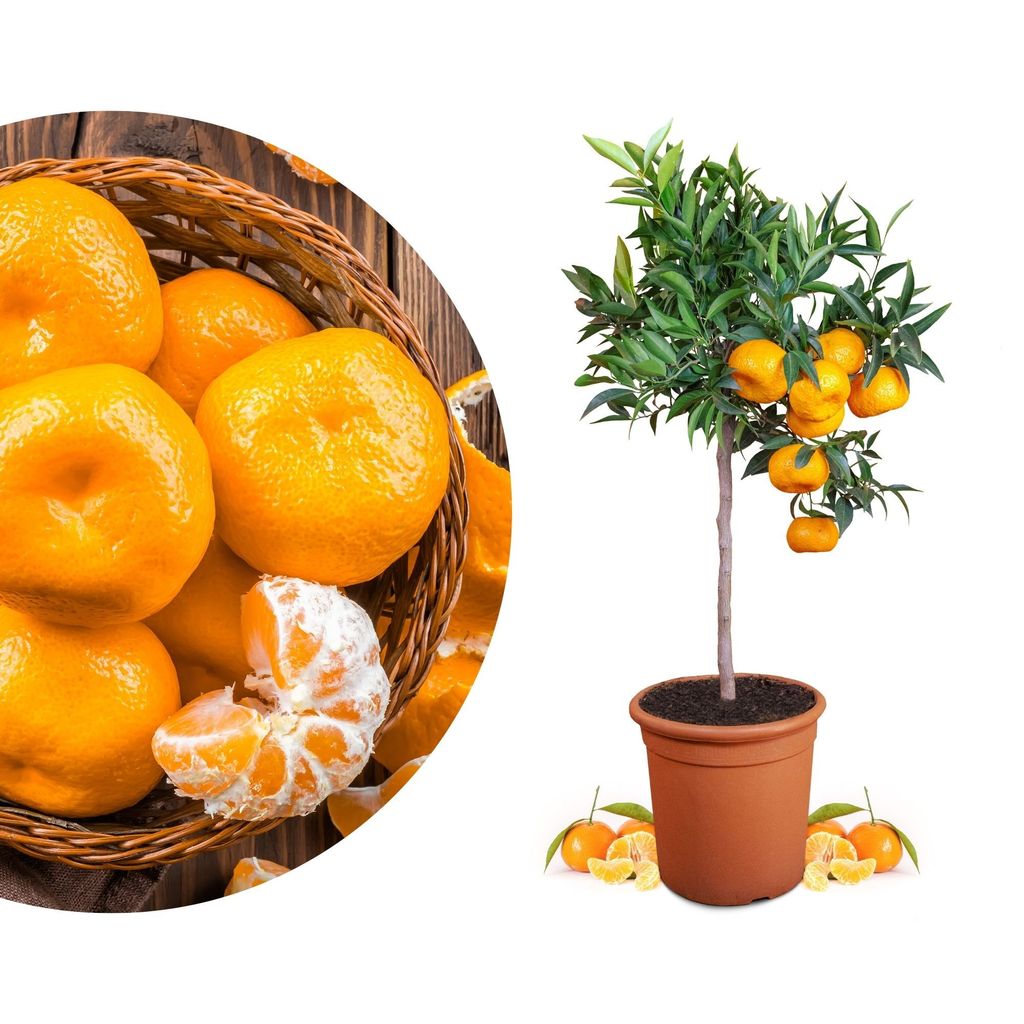 Meine Orangerie Mandarinenbaum Mezzo - veredelter Mandarinen Baum - Citrus Reticulata - Fruchtreife Mandarinen Pflanze in Gärtnerqualität