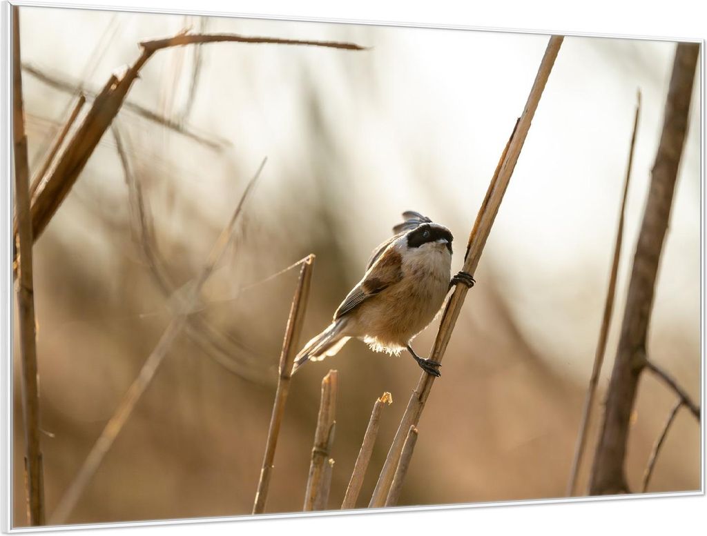 Wallario Wandbild Vogel im Schilf, Größe: 61 x 91,50 cm, Poster mit weißem Aluminiumrahmen