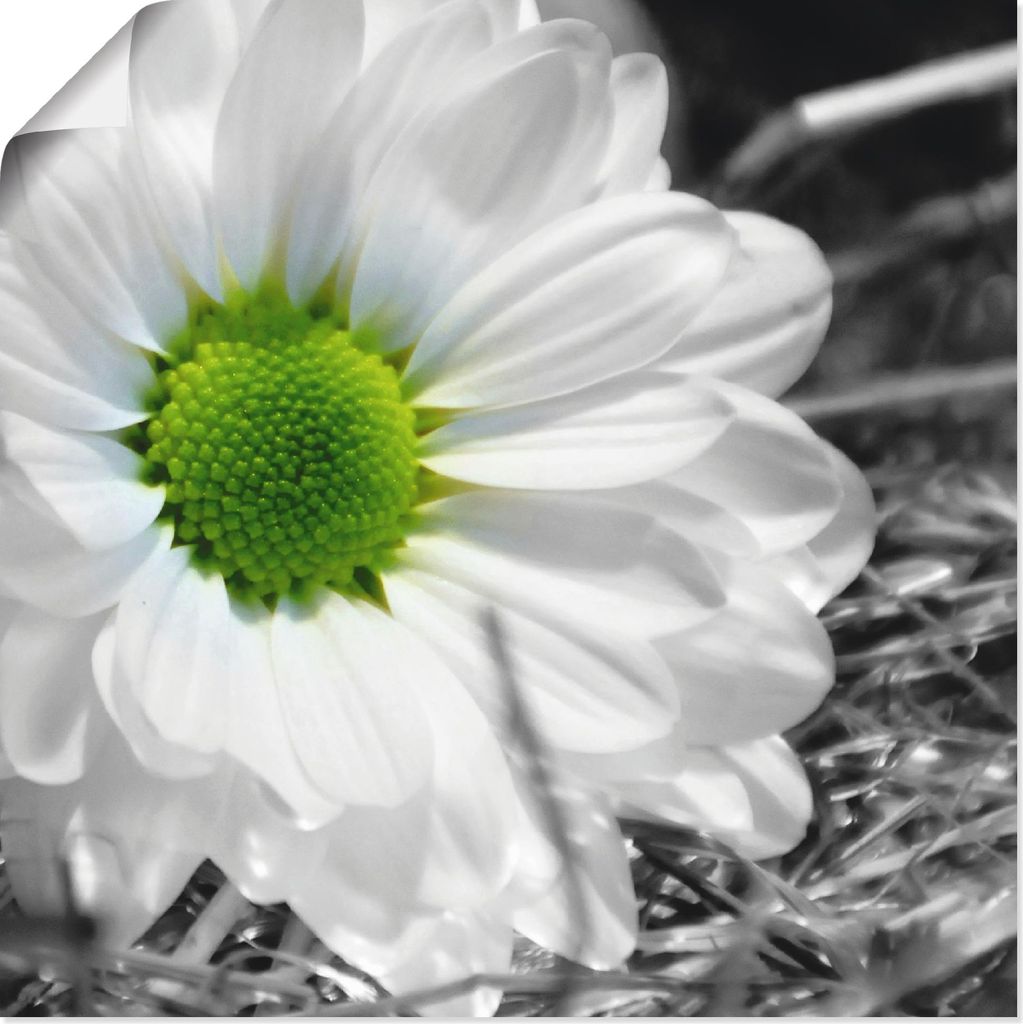 ARTland Poster Weiße Blume Größe: 50x50 cm