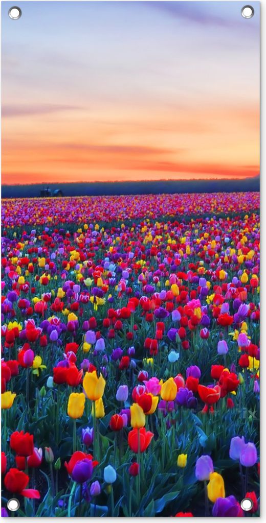 MuchoWow 40x80 cm Outdoor-Poster Gartendeko Sichtschutz Garten Poster für den Garten Tulpen - Regenbogen - Horizont