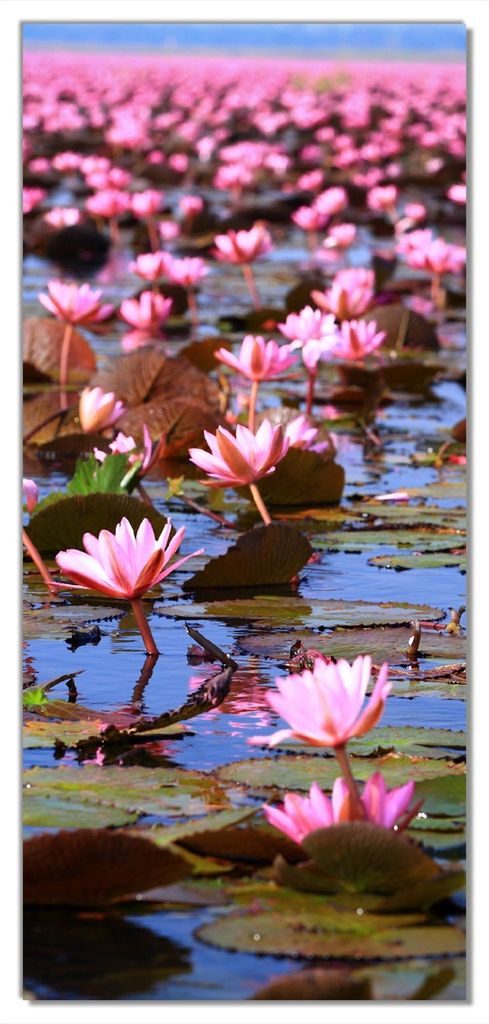 Wallario selbstklebende Türtapete 93 x 205 cm mit Schutzlaminat - Seerosenlandschaft mit rosa Blüten