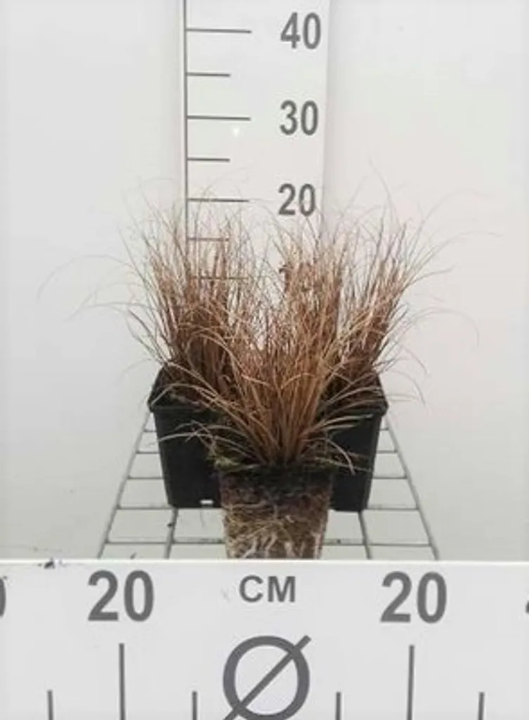 Carex comans Bronze Form laiche brune plante couvre-sol sans entretien 6x