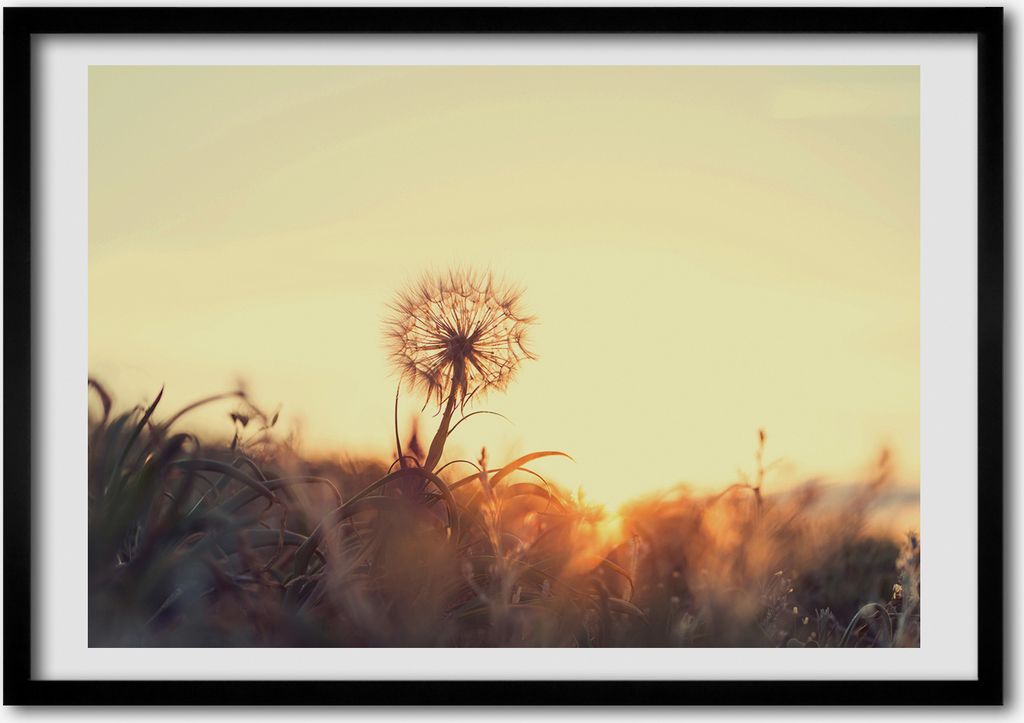 Bild - Bilder - Bilderrahmen - 70 cm x 50 cm - MDF-Rahmen, Wandkunst Löwenzahn