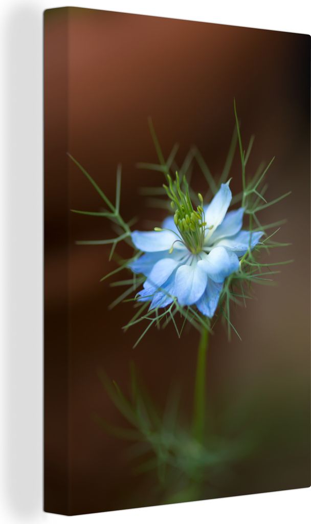OneMillionCanvasses - Leinwandbilder - 90x140 cm, Leuchtend blaue Nigella-Blüte, Wandbilder Kunstdruck Wanddekoration - Foto auf Leinwand - Gem...