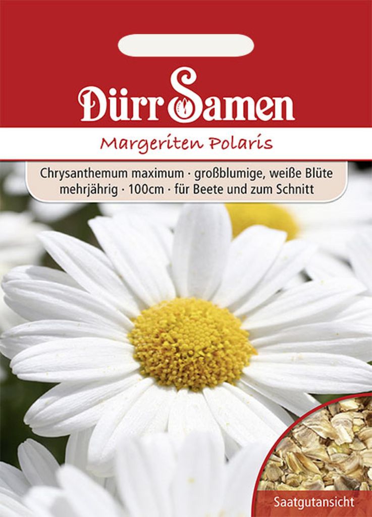 Dürr-Samen - Margeriten Polaris weiß mehrjährig 100 cm - Saatgut - 1370