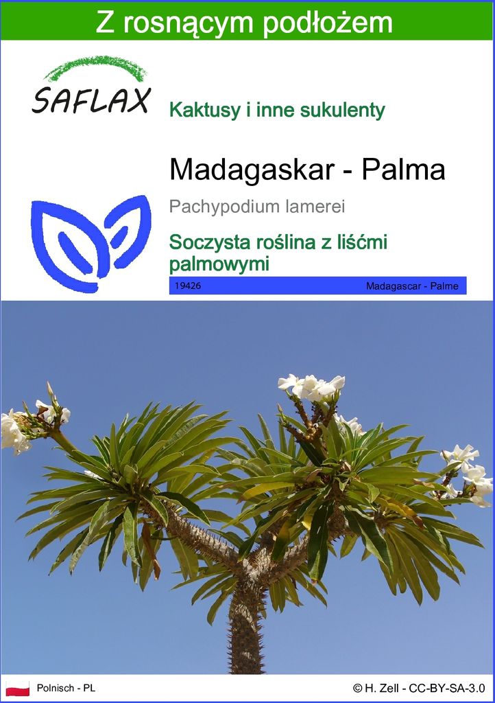SAFLAX - Madagaskar - Palma - 10 Nasiona - Z podłożem Zdjęcie produktu 
