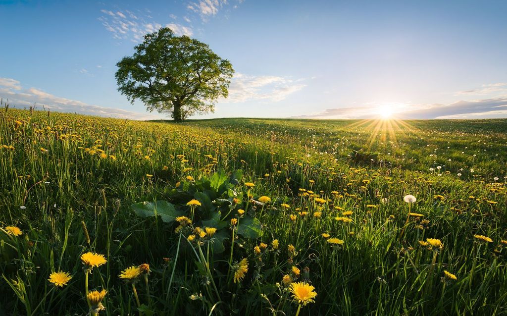 Sanders & Sanders Fototapete Natur-motiv Grün und Blau 450 x 280 cm