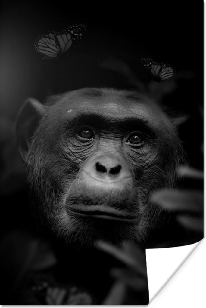 MuchoWow Poster Porträt eines Affen mit Schmetterlingen im Dschungel - schwarz und weiß 60x90 cm - Wanddekoration