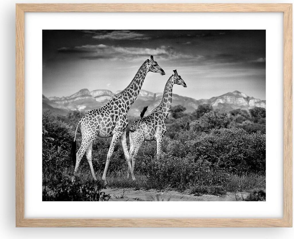 Gerahmtes Poster - Rahmen in heller Eiche - Giraffen Schwarzweiß Fotografie - 50x40 cm - Wand Bild - Wanddeko - Wandbilder - Kunstposter - Wandpos...