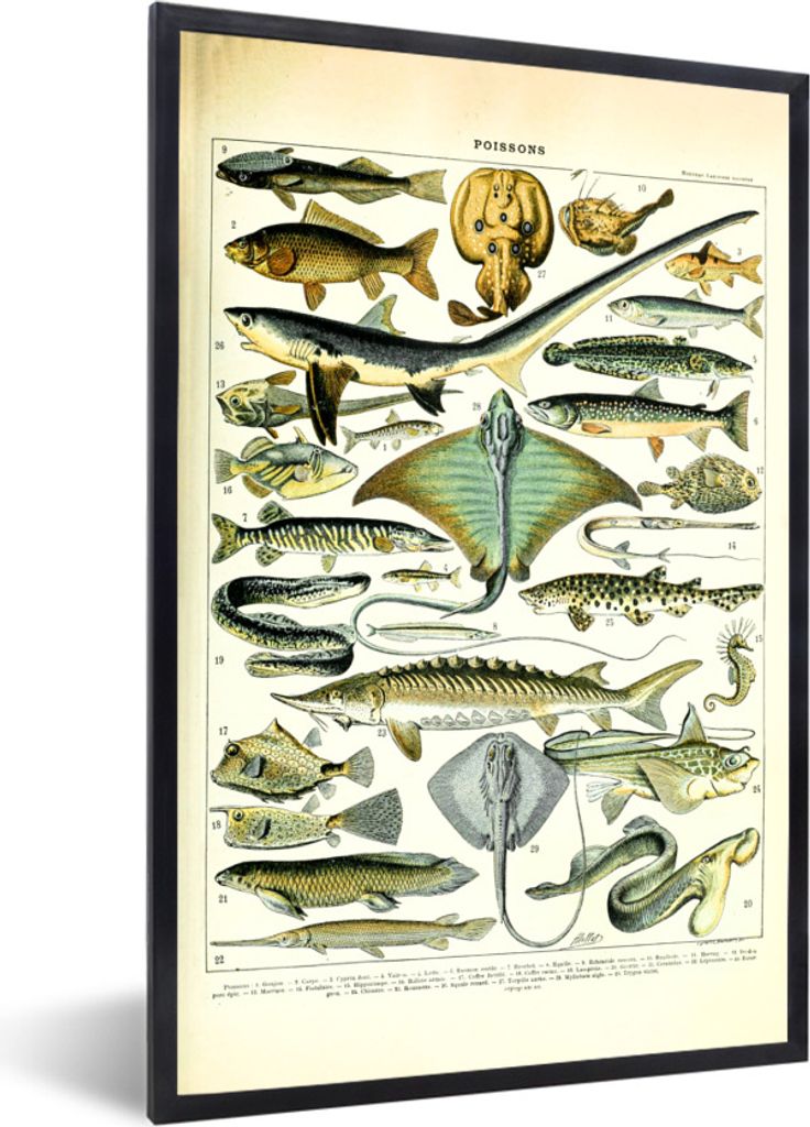 MuchoWow Gerahmtes Poster Fische - Meerestiere - Tiere 20x30 cm - Poster mit Schwarzem Bilderrahmen Wandposter Rahmen Foto Bilder - Drucken - Bil...