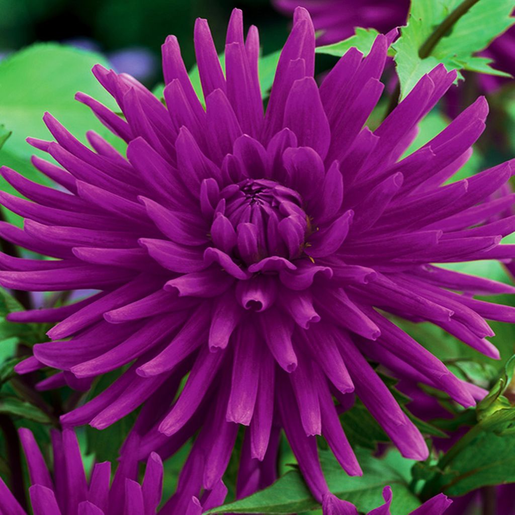 Dahlia cactus violet 1 pièce Dahlias plants de dahlia plant Image du produit 
