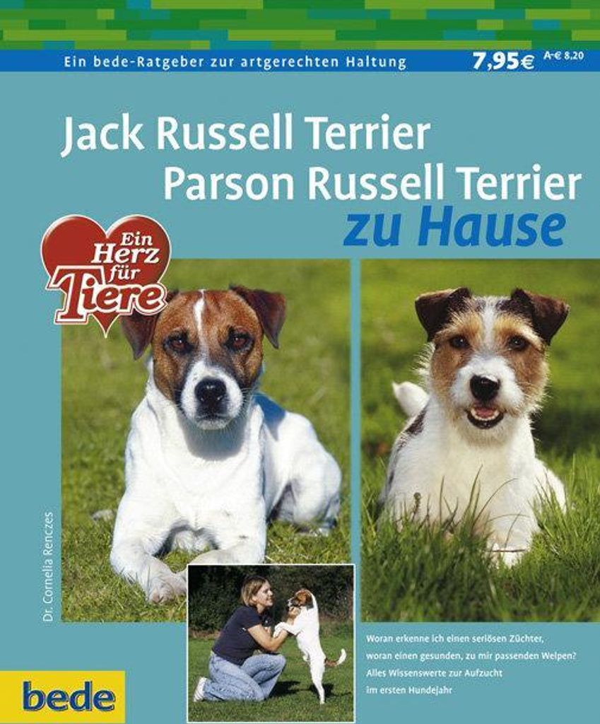 Jack Russel Terrier. Parson Russel Terrier zu Hause