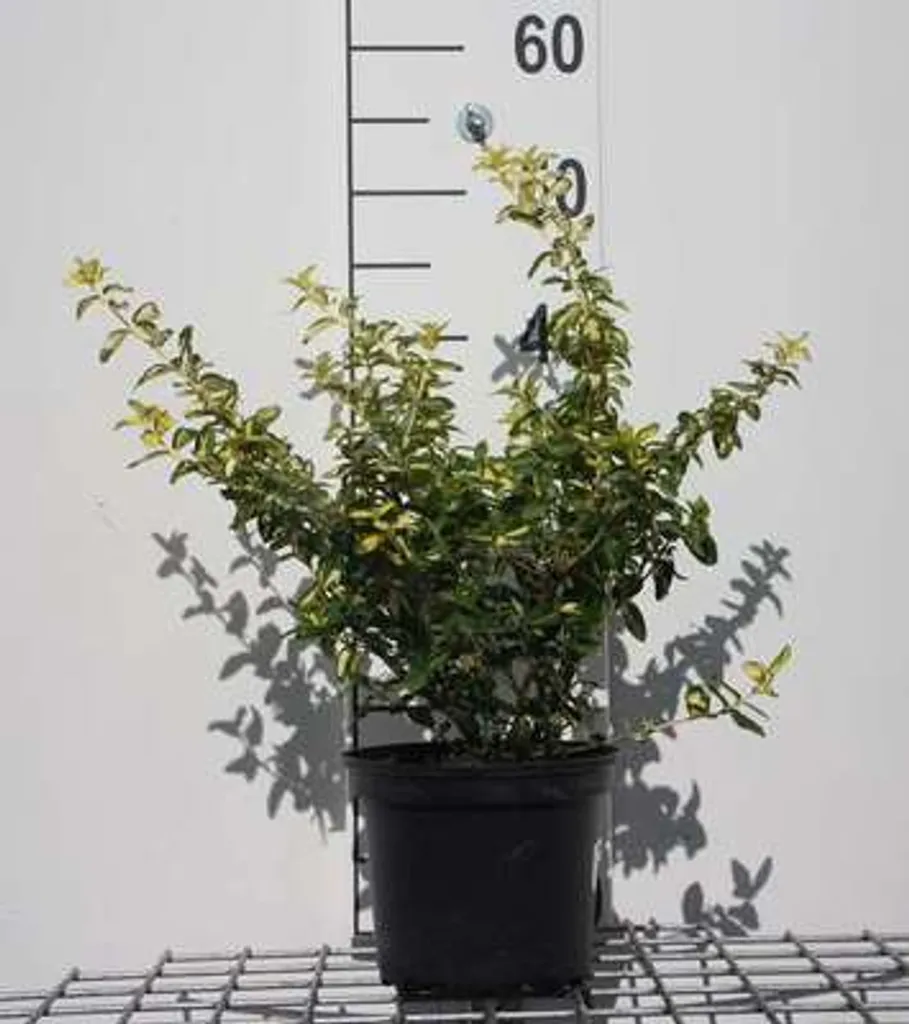 Végétalisation Sans Entretien : Euonymus Blondy Arbuste Robuste 20cm
