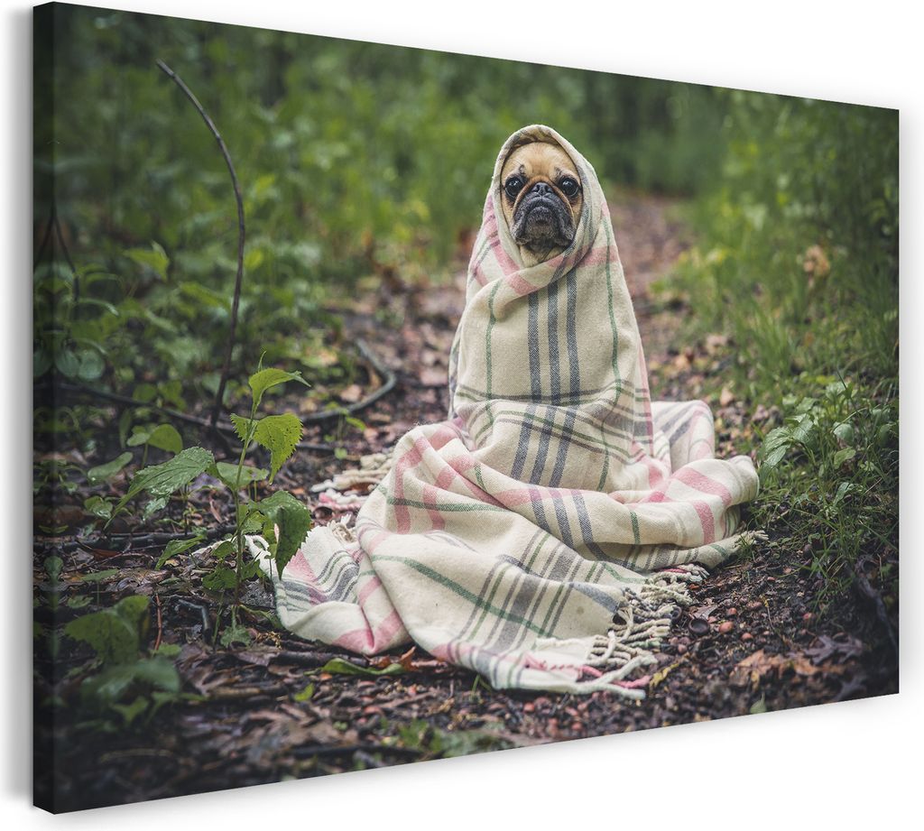 Leinwandbild (60x40cm): süßer Mops eingehüllt in Decke mit Muster Tier-Motive Hunde, echter Holz-Keilrahmen inkl. Aufhänger, handgefertigt in D...