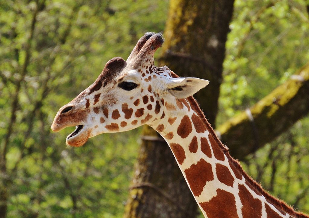 hansepuzzle 78493 - Giraffe Puzzle, 260 Teile, Natur, 41,0 x 28,0cm mit hochwertiger Aufbewahrung, Kartonbox und wiederverschließbarem Beutel