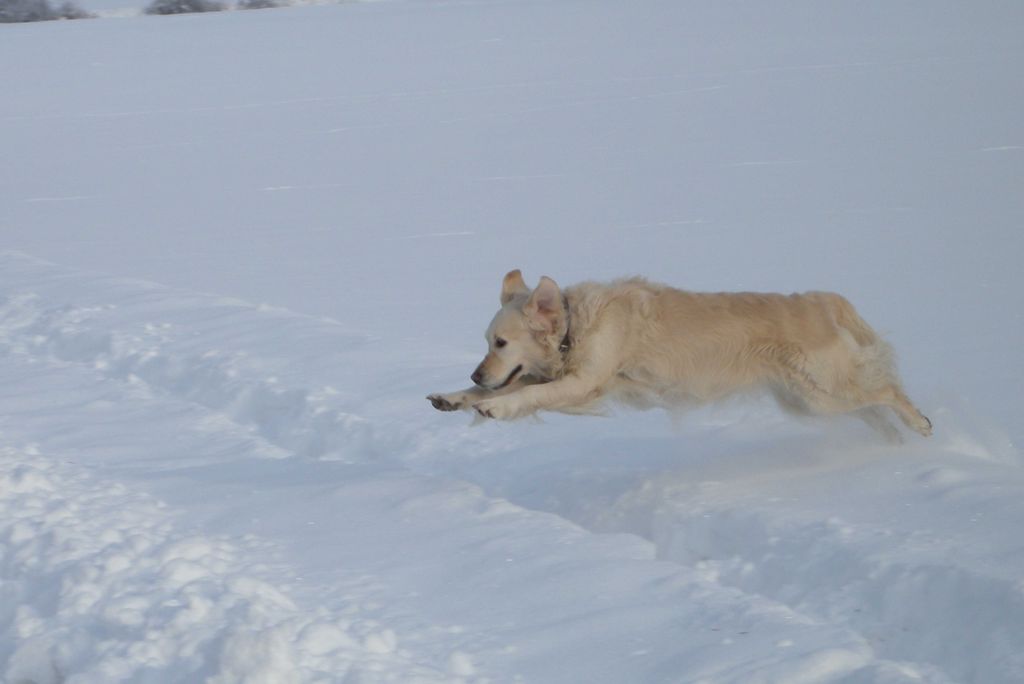 hansepuzzle 42815 - Golden retriever Puzzle, 2000 Teile, Tierwelt, 90,0 x 60,0cm mit hochwertiger Aufbewahrung, Kartonbox & Beutel