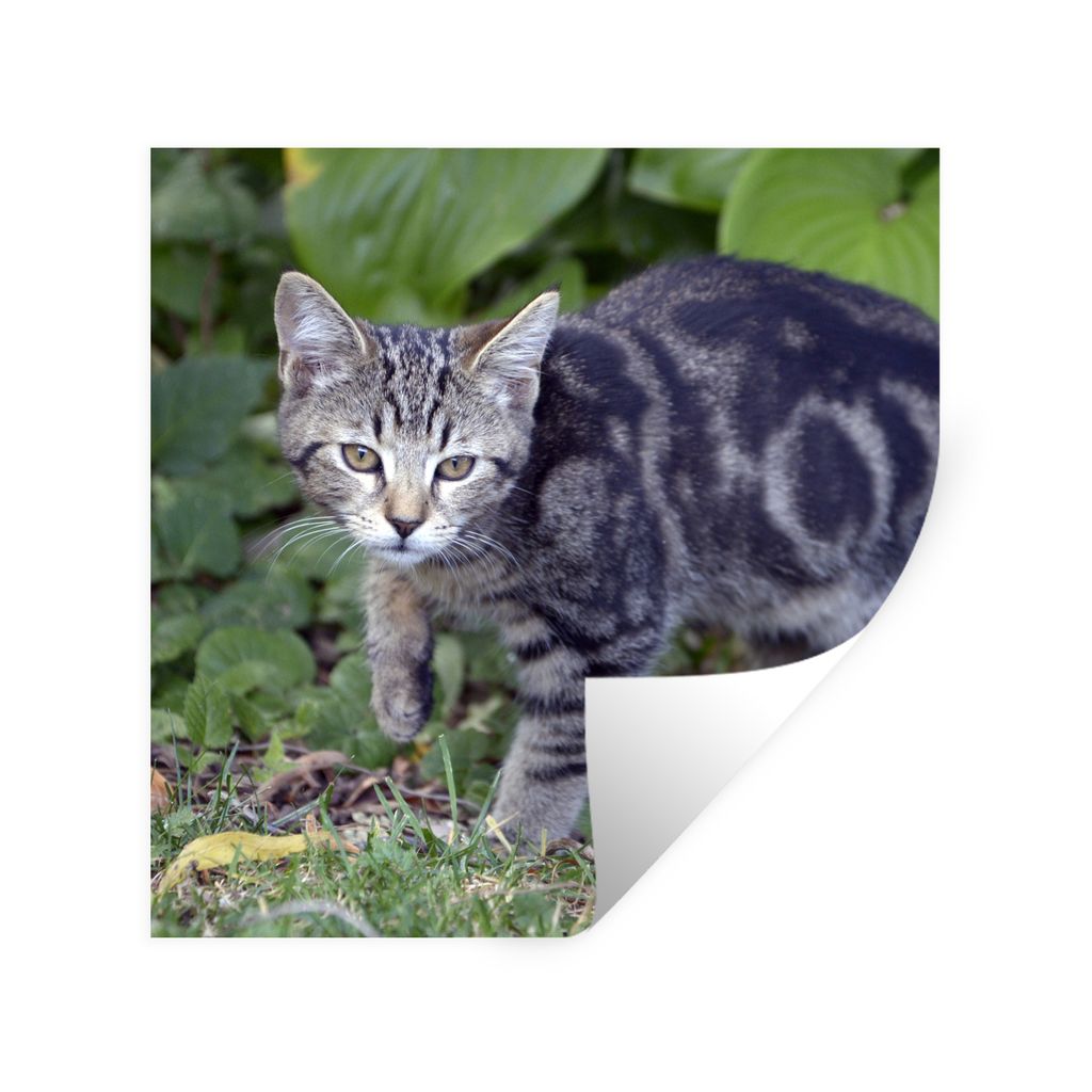 MuchoWow Wandtattoo Wandsticker Wandaufkleber Katze - Haustier - Garten - Mädchen - Kinder - Kinder - Kind 80x80 cm Selbstklebend und Reposition...