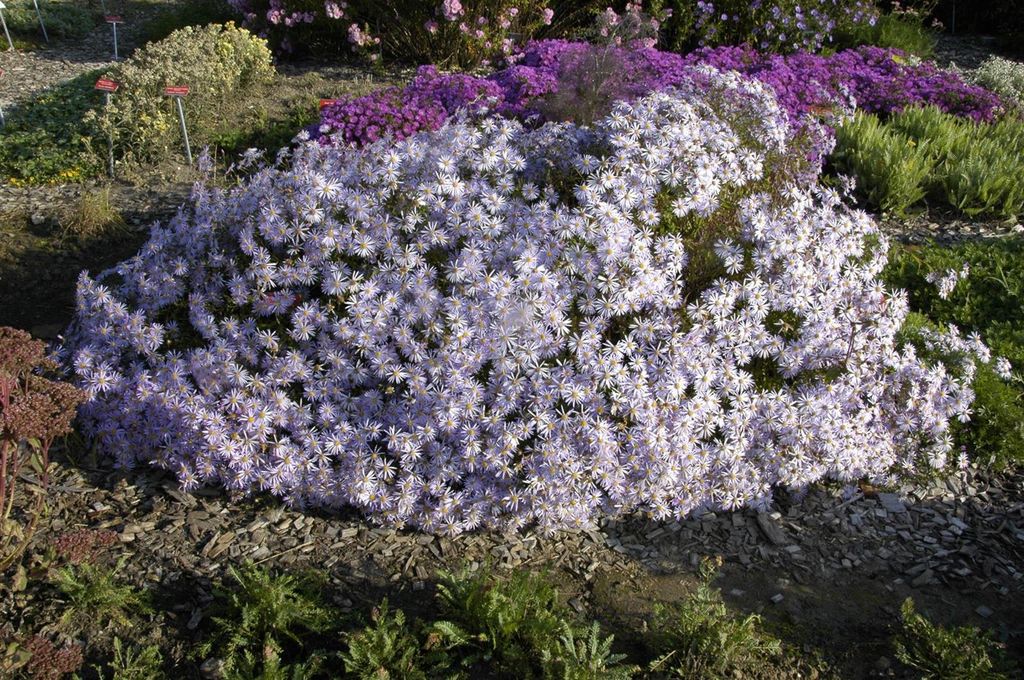 Aster pyrenaeus 'Lutetia', Pyrenäen-Aster, zartrosa, ca. 9x9 cm Topf