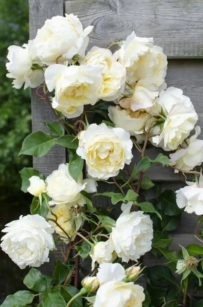 Rosier grimpant parfumé couleur crème : fleur 15 cm pour pergola et mur